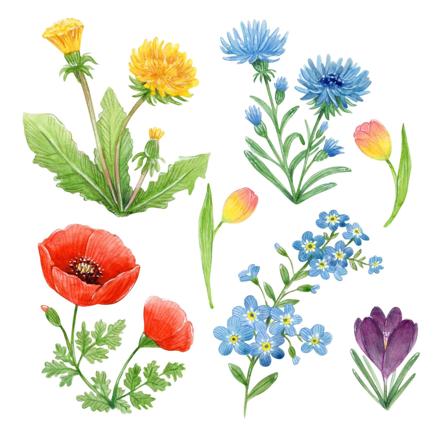 Illustrations clipart of various colorful flowers on a white background